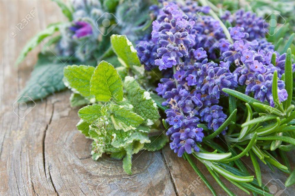 Cách đơn giản và hiệu quả đuổi ruồi, muỗi trong xe ô tô-3