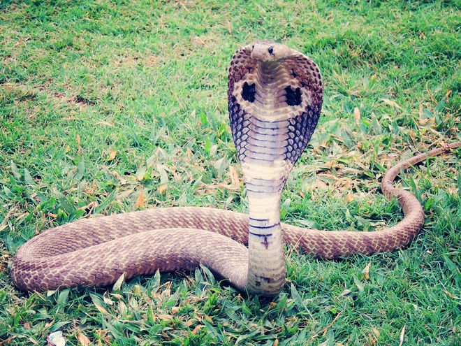 Cách nhận biết các loài rắn độc ở Việt Nam-1