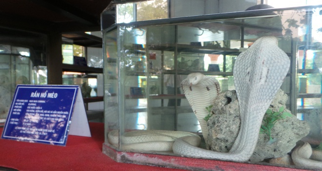 Cách nhận biết các loài rắn độc ở Việt Nam-2