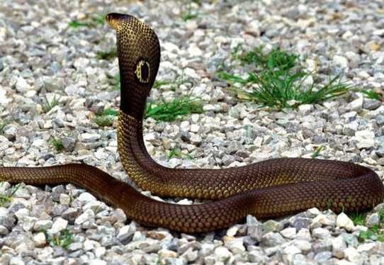 Cách nhận biết các loài rắn độc ở Việt Nam-3