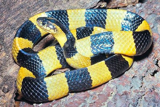 Cách nhận biết các loài rắn độc ở Việt Nam-4