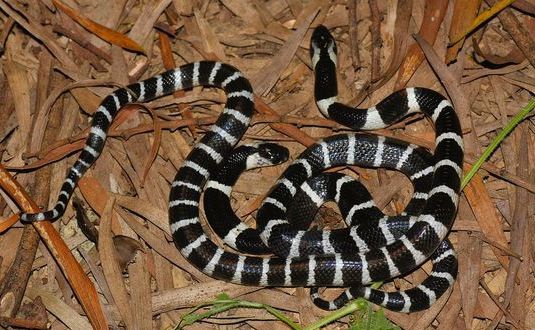 Cách nhận biết các loài rắn độc ở Việt Nam-5