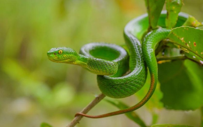 Cách nhận biết các loài rắn độc ở Việt Nam-7