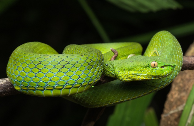 Cách nhận biết các loài rắn độc ở Việt Nam-8