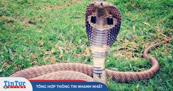 Cách nhận biết các loài rắn độc ở Việt Nam