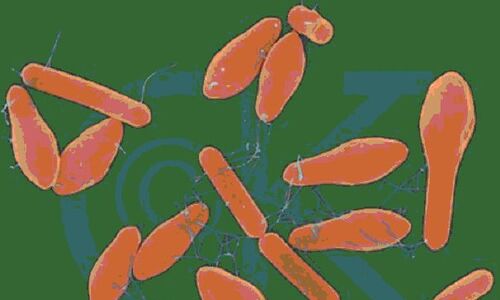 Vi khuẩn được phát hiện trong một số sản phẩm Pate Minh Chay thuộc nhóm nào, có độc lực mạnh và nguy hiểm ra sao?-2