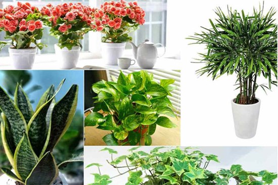 TOP 5 loài cây trồng vừa mang phong thủy lại phòng chống ung thư