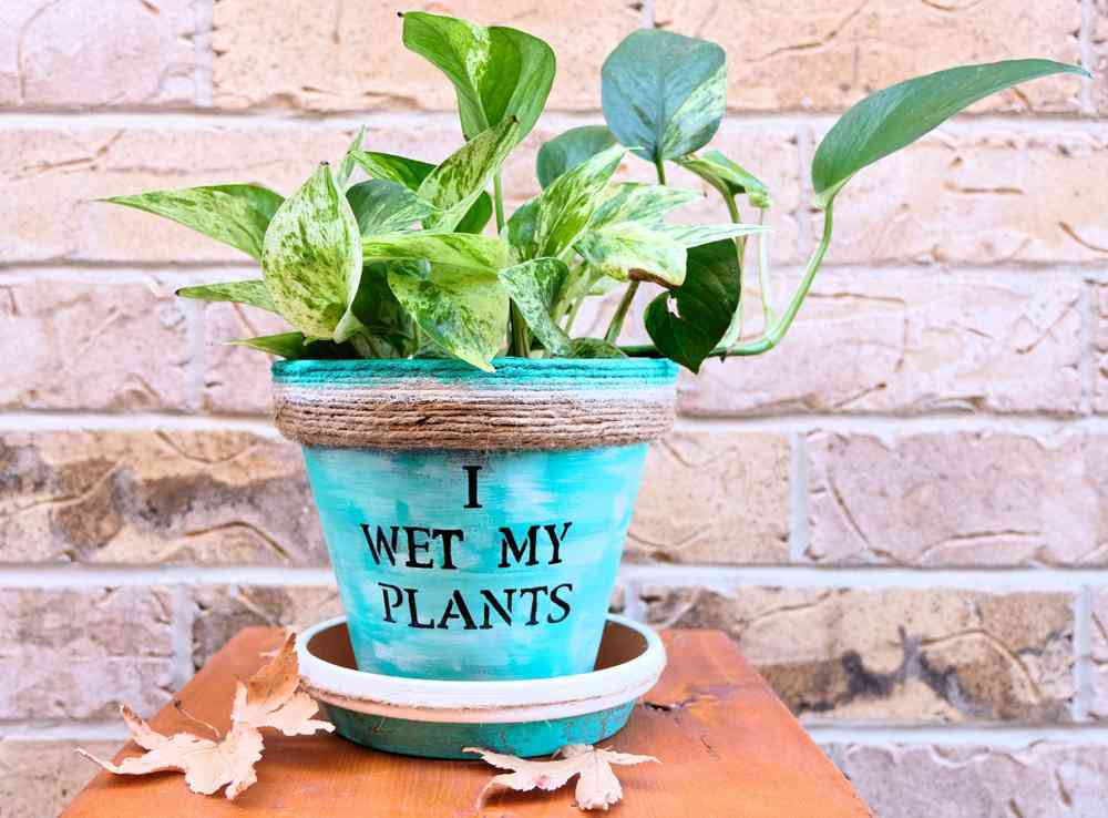 TOP 5 loài cây trồng vừa mang phong thủy lại phòng chống ung thư-5