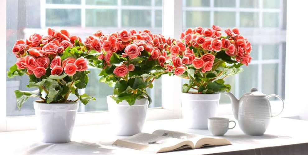 TOP 5 loài cây trồng vừa mang phong thủy lại phòng chống ung thư-7