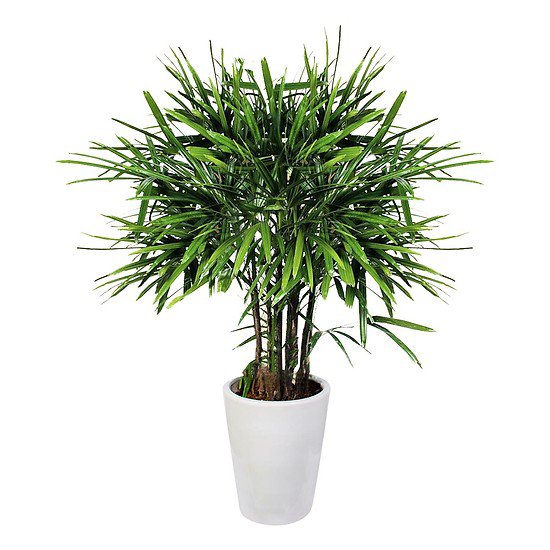 TOP 5 loài cây trồng vừa mang phong thủy lại phòng chống ung thư-9