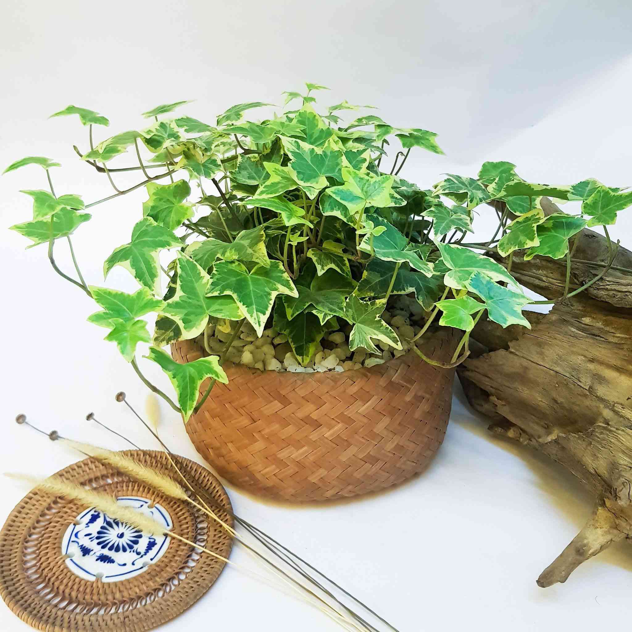 TOP 5 loài cây trồng vừa mang phong thủy lại phòng chống ung thư-11