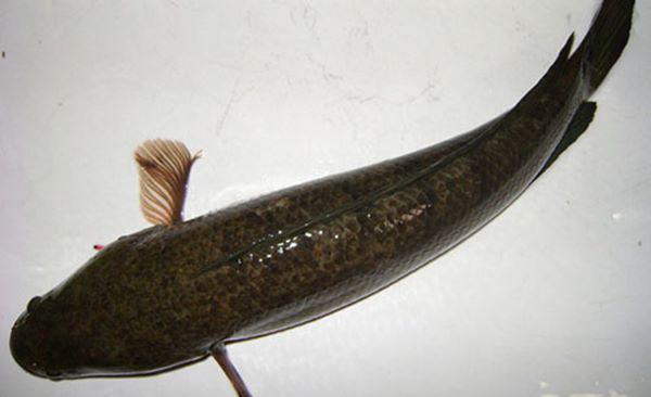 Đổ muối vào bồn cầu, ai cũng chửi hâm nhưng biết công dụng về nhà làm theo ngay-4