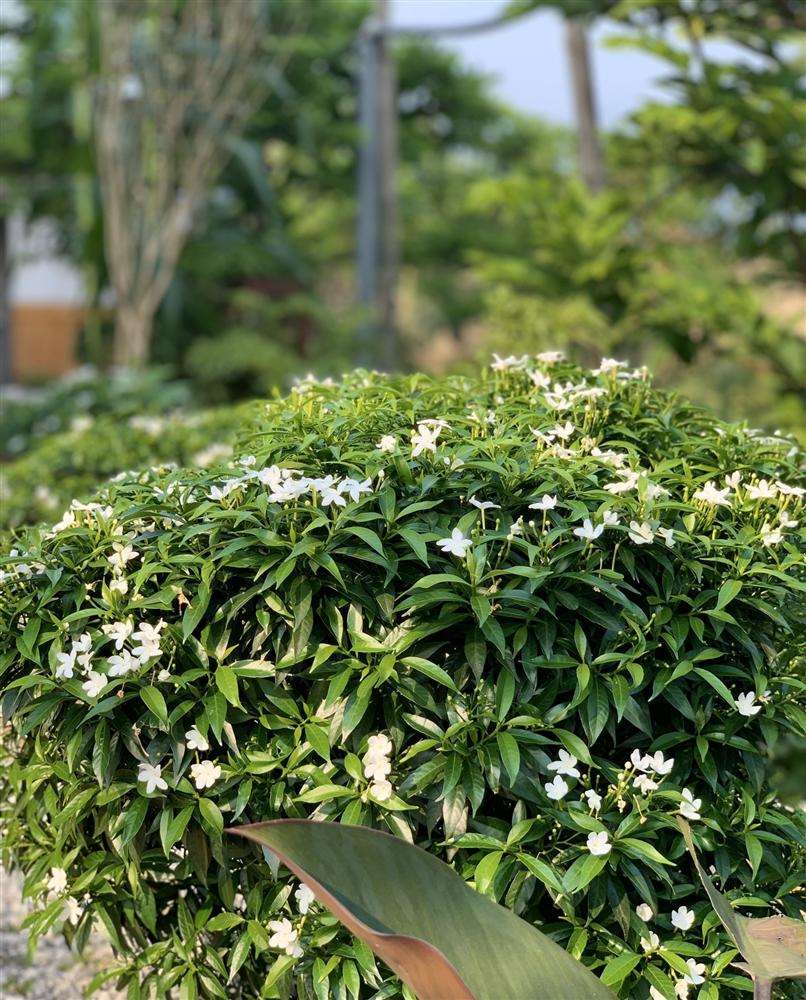 Con trai xây nhà vườn bên đồng lúa xanh mát tặng bố mẹ an hưởng tuổi già ở Vĩnh Phúc-10