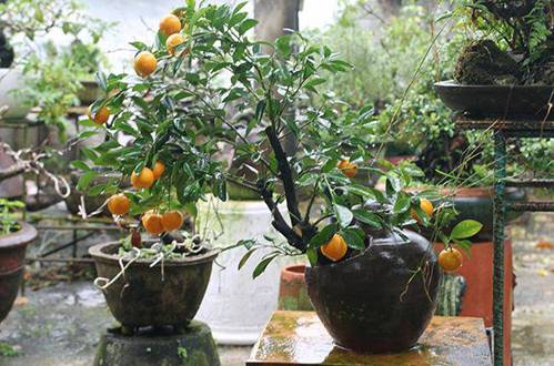 Trồng 5 loại cây này trước nhà gọi may mắn, tài lộc vào ầm ầm-2