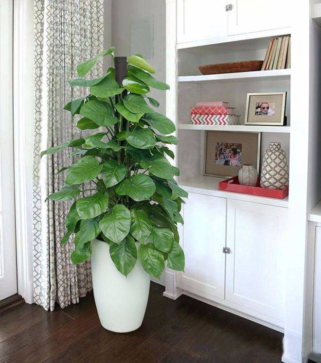 Trồng 5 loại cây này trước nhà gọi may mắn, tài lộc vào ầm ầm-4