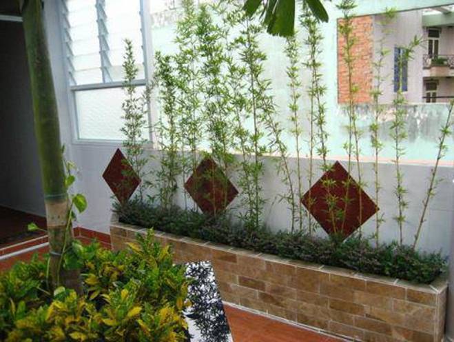 Trồng 5 loại cây này trước nhà gọi may mắn, tài lộc vào ầm ầm-5