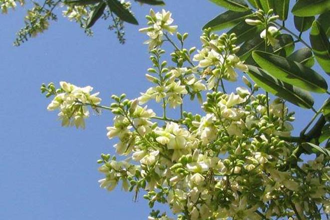 Trồng 5 loại cây này trước nhà gọi may mắn, tài lộc vào ầm ầm-6