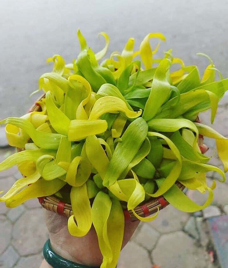 Hoa hoàng lan đắt giá, 1,5 triệu/kg vẫn được lùng mua-2