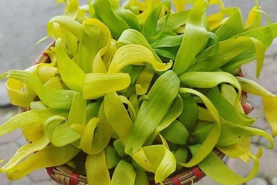 Hoa hoàng lan đắt giá, 1,5 triệu/kg vẫn được lùng mua