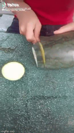 Anh chủ bảo mùa dưa đang rộ lấy quả nào cũng ngon nhưng mua về càng gọt lại càng bất ngờ với kết cấu” bên trong-1