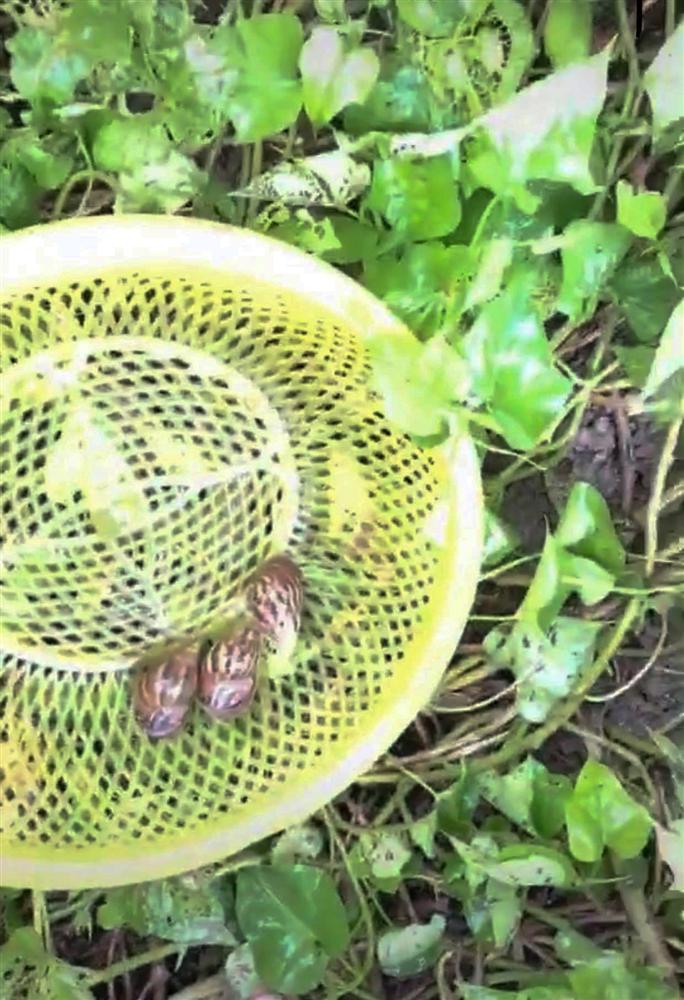 Nghe chất nhầy của ốc sên có khả năng làm đẹp da, cô gái lập tức ra vườn bắt cả bầy thả lên mặt làm thử nghiệm khiến dân mạng tranh cãi-1