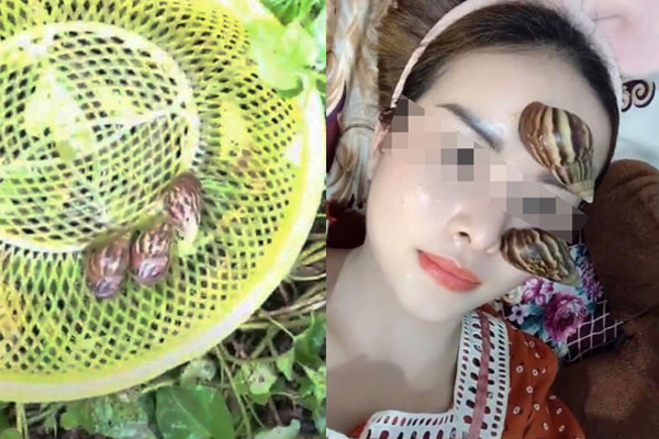 Loài ốc thảm họa, ám ảnh nhiều người được lùng mua giá đắt gấp đôi thịt bò-7