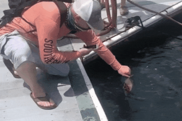 Người đàn ông tò mò quay clip cho cá ăn, không ngờ chỉ một pha rùng mình liền 