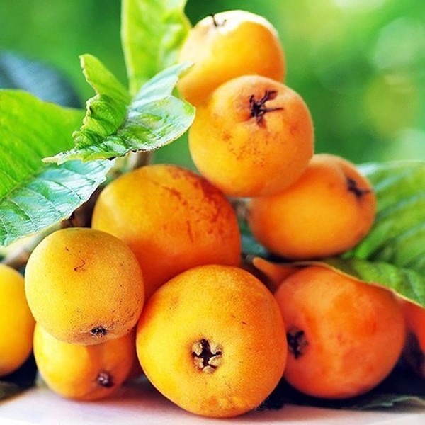 Thứ quả rẻ như bèo ở nước ngoài, về Việt Nam bán tiền triệu vẫn tranh nhau mua-2