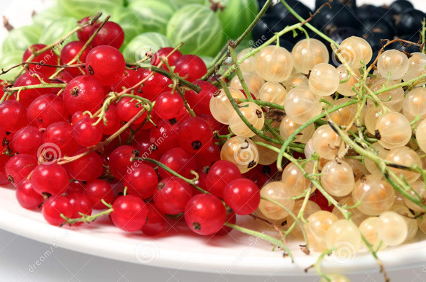 Thứ quả rẻ như bèo ở nước ngoài, về Việt Nam bán tiền triệu vẫn tranh nhau mua-4