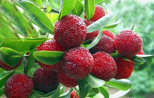 Thứ quả rẻ như bèo ở nước ngoài, về Việt Nam bán tiền triệu vẫn tranh nhau mua-7