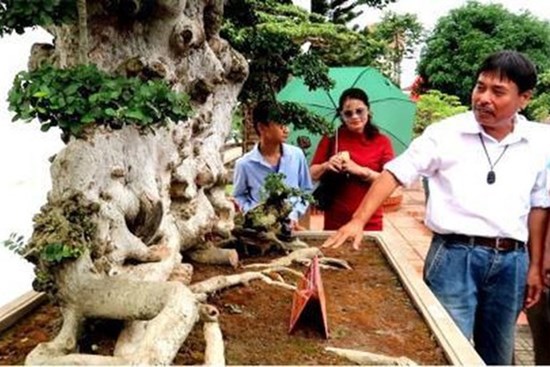 Bán cây Lão mai đại thọ 7 tỷ: Giá thật bao nhiêu?