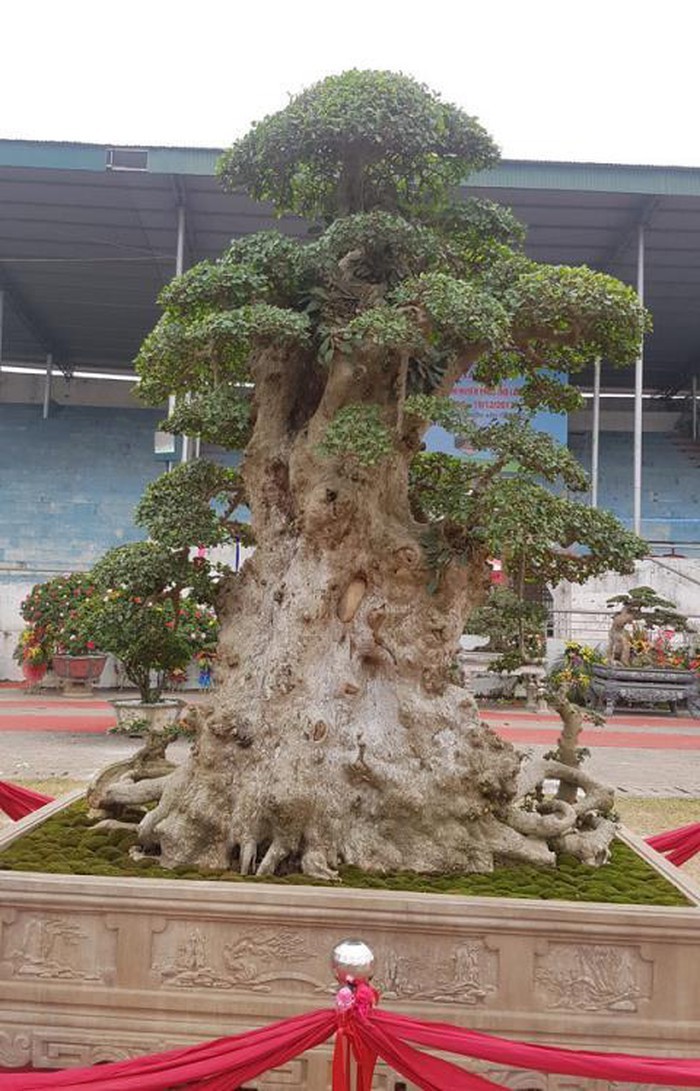 Bán cây Lão mai đại thọ 7 tỷ: Giá thật bao nhiêu?-1