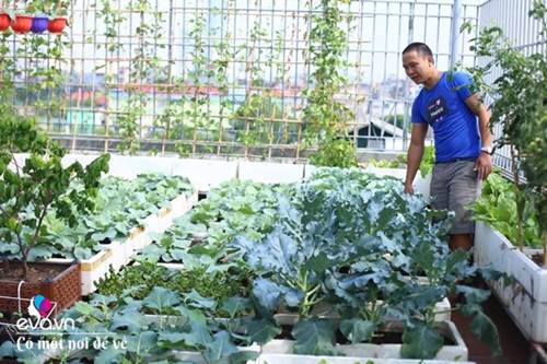Bố Hà Nội vác 5 tấn đất lên sân thượng trồng rau, phun nước thần cây tốt ngồn ngộn-2