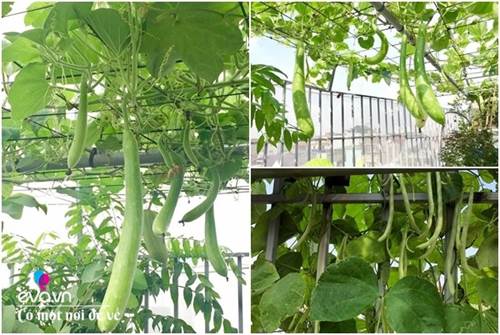 Bố Hà Nội vác 5 tấn đất lên sân thượng trồng rau, phun nước thần cây tốt ngồn ngộn-4