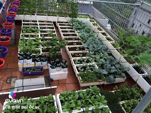 Bố Hà Nội vác 5 tấn đất lên sân thượng trồng rau, phun nước thần cây tốt ngồn ngộn-5