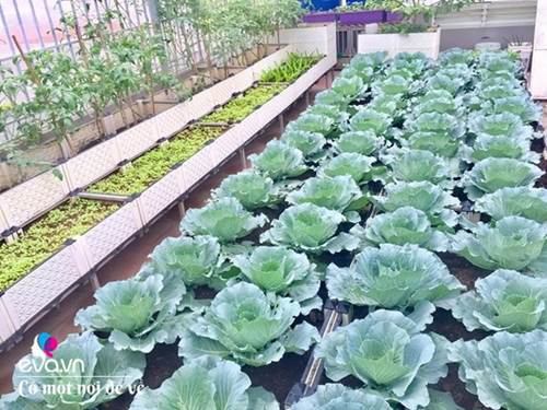 Bố Hà Nội vác 5 tấn đất lên sân thượng trồng rau, phun nước thần cây tốt ngồn ngộn-6