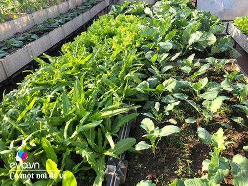 Bố Hà Nội vác 5 tấn đất lên sân thượng trồng rau, phun nước thần cây tốt ngồn ngộn-7