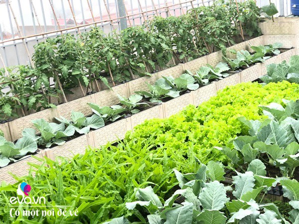 Bố Hà Nội vác 5 tấn đất lên sân thượng trồng rau, phun nước thần cây tốt ngồn ngộn-8