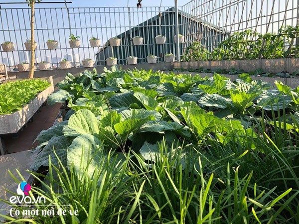 Bố Hà Nội vác 5 tấn đất lên sân thượng trồng rau, phun nước thần cây tốt ngồn ngộn-9
