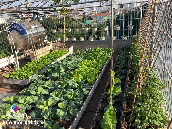 Bố Hà Nội vác 5 tấn đất lên sân thượng trồng rau, phun nước thần cây tốt ngồn ngộn-10