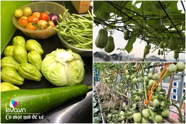 Bố Hà Nội vác 5 tấn đất lên sân thượng trồng rau, phun nước thần cây tốt ngồn ngộn-11