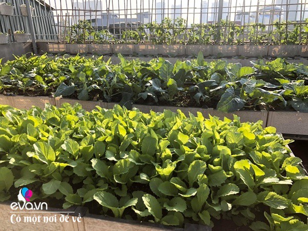 Bố Hà Nội vác 5 tấn đất lên sân thượng trồng rau, phun nước thần cây tốt ngồn ngộn-13