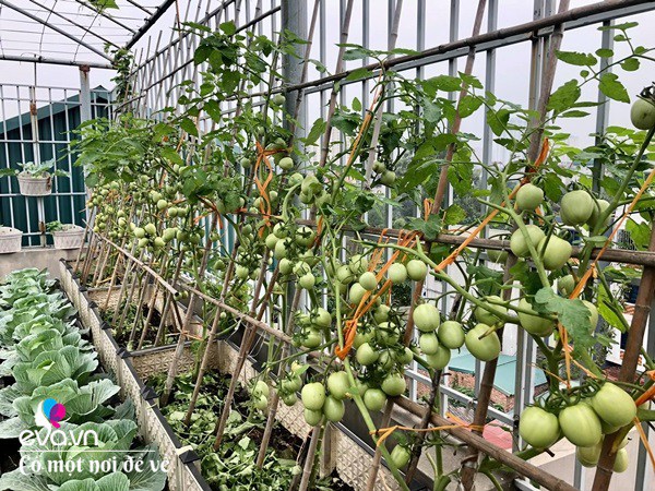 Bố Hà Nội vác 5 tấn đất lên sân thượng trồng rau, phun nước thần cây tốt ngồn ngộn-14