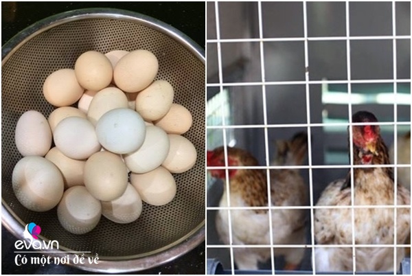 Bố Hà Nội vác 5 tấn đất lên sân thượng trồng rau, phun nước thần cây tốt ngồn ngộn-15