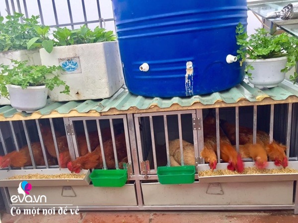 Bố Hà Nội vác 5 tấn đất lên sân thượng trồng rau, phun nước thần cây tốt ngồn ngộn-16