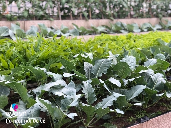 Bố Hà Nội vác 5 tấn đất lên sân thượng trồng rau, phun nước thần cây tốt ngồn ngộn-19