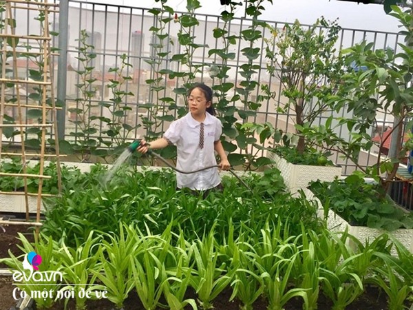 Bố Hà Nội vác 5 tấn đất lên sân thượng trồng rau, phun nước thần cây tốt ngồn ngộn-20