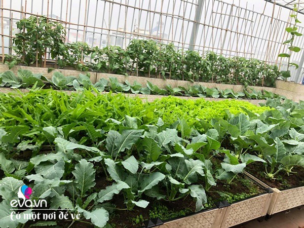 Bố Hà Nội vác 5 tấn đất lên sân thượng trồng rau, phun nước thần cây tốt ngồn ngộn-21