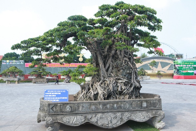 Sanh lá mũi hài ký đá cổ nhất châu Á, đại gia đổi 8 lô đất vẫn không bán-2