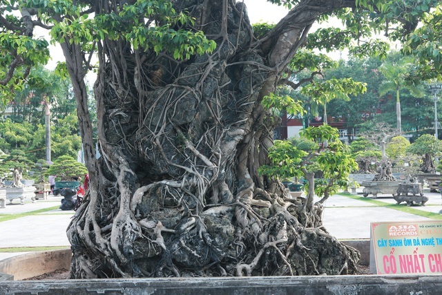 Sanh lá mũi hài ký đá cổ nhất châu Á, đại gia đổi 8 lô đất vẫn không bán-3